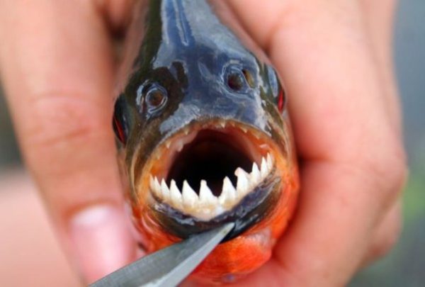 7 Peixes Mais Assustadores Do Mundo Fatos Desconhecidos