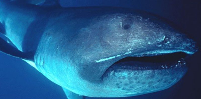 7 Peixes Mais Assustadores Do Mundo Fatos Desconhecidos