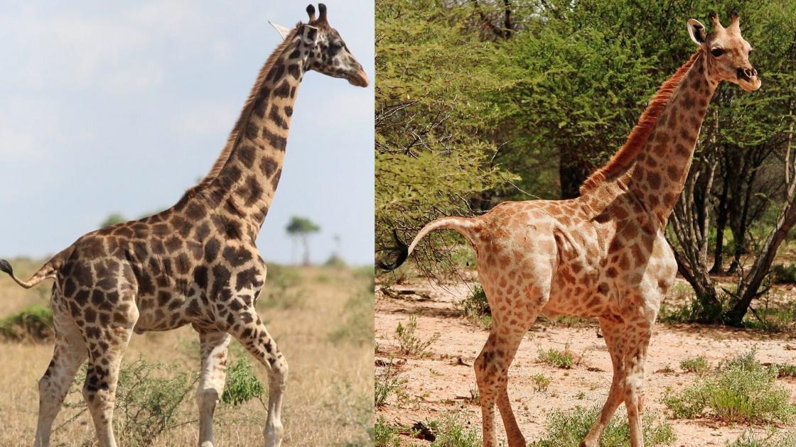 Ador Veis Girafas An S S O Avistadas Pela Primeira Vez Fatos