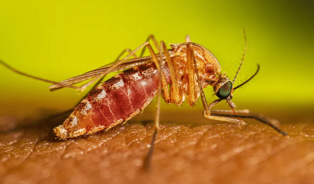 Febre Oropouche Se Espalha No Brasil Mais De 5 Mil Casos