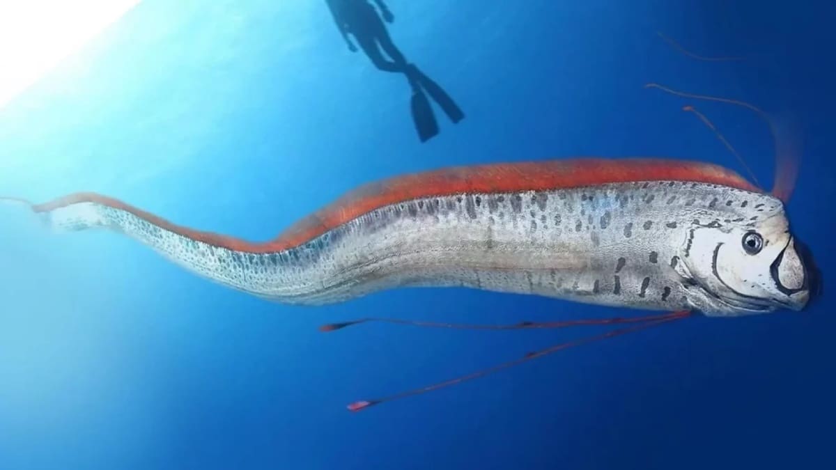 Peixe Do Ju Zo Final Encontrado No Brasil E Deixa As Pessoas