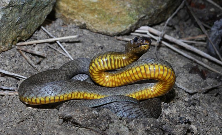 As Cobras Mais Venenosas Do Mundo Fatos Desconhecidos