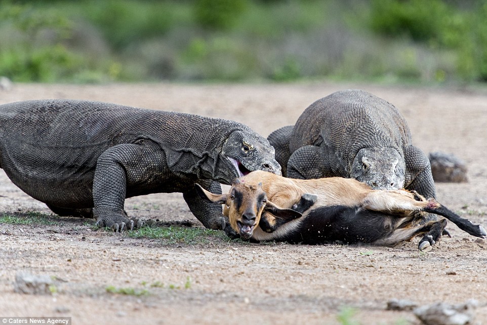 14 animais mais perigosos de todo o mundo