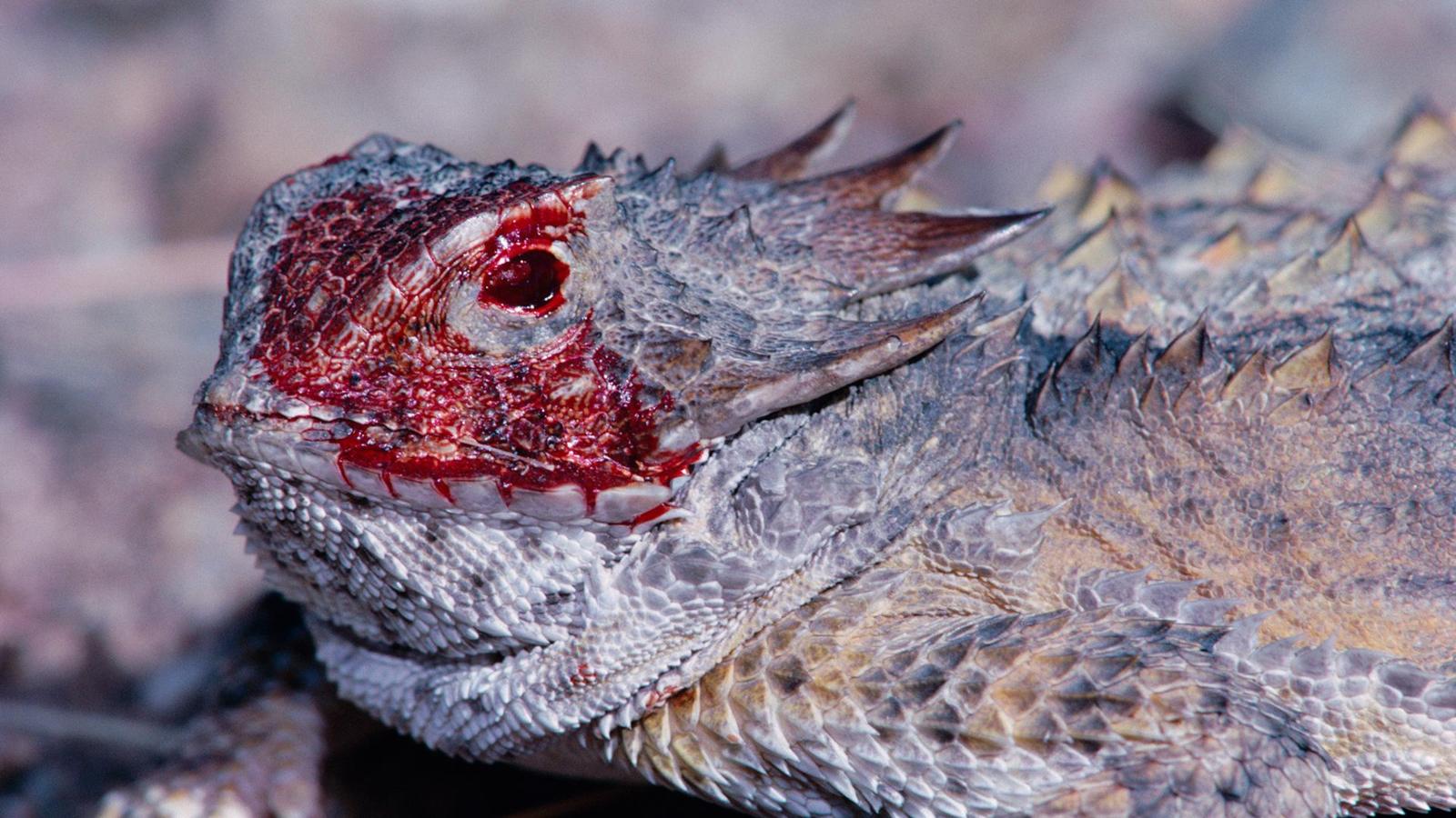Conheça esse estranho lagarto que dispara sangue pelos olhos – Fatos Desconhecidos