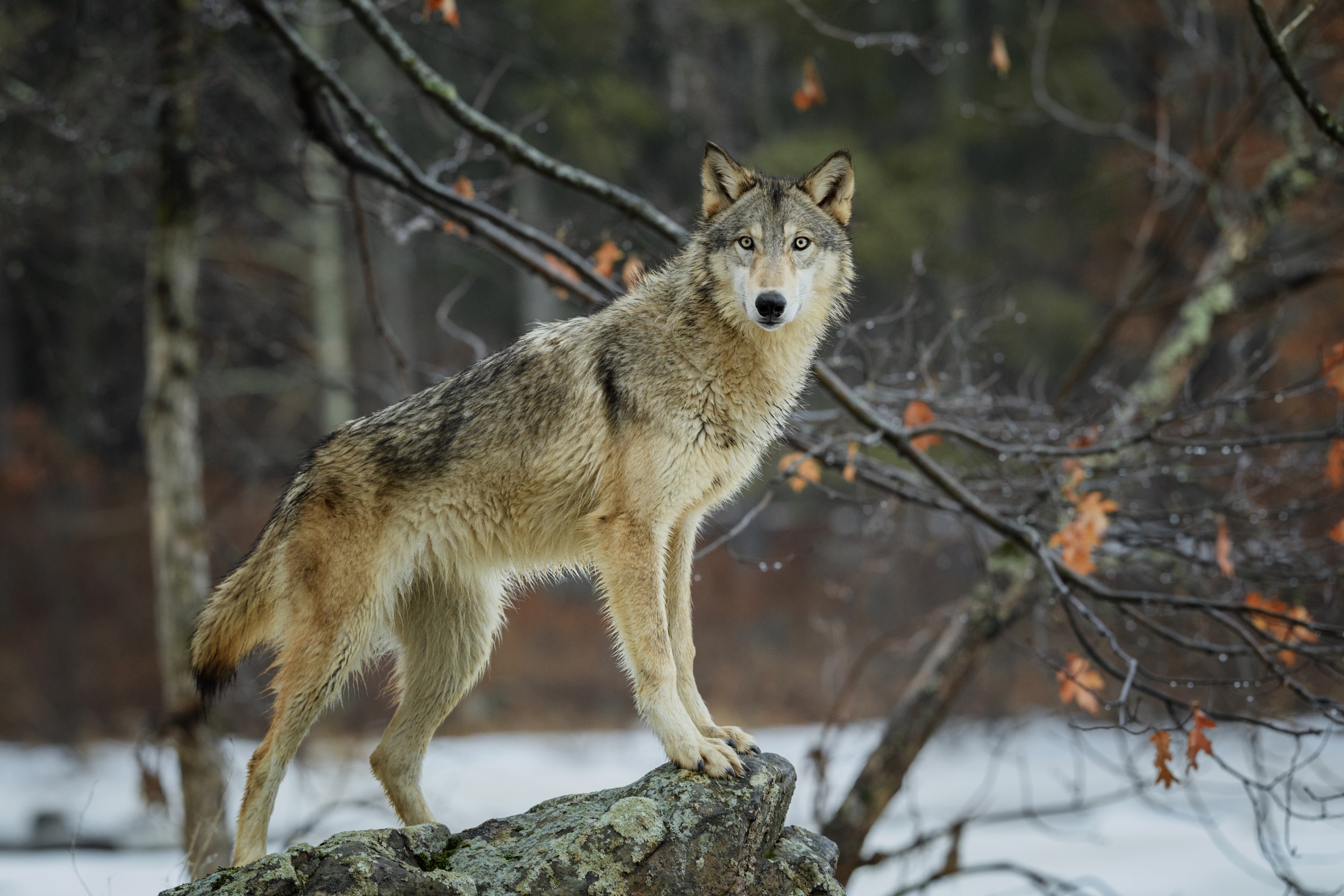 7-fatos-sobre-lobos-que-voc-n-o-sabia-fatos-desconhecidos