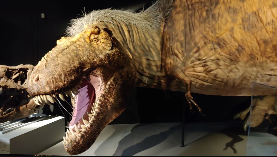 Unesp Para Jovens  O Tyrannosaurus rex era um predador feroz ou um fracote?