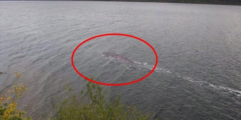 Existe Uma Nova Foto Do Monstro Do Lago Ness Mas Tem Um Problema Fatos Desconhecidos