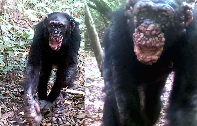 A lepra foi encontrada em chimpanzÃ©s selvagens pela primeira vez na