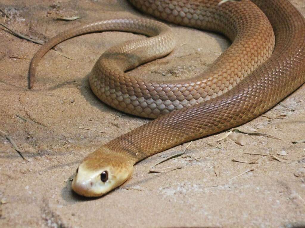 Cobras venenosas estão maiores, mais fortes e geram medo na Austrália