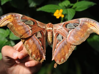 Butterfly Recomenda - Coisa de Nerd